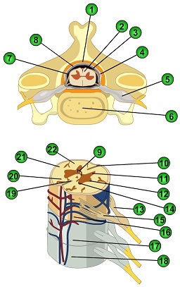 2058_Spinal Cord.jpg